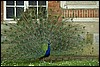 img0031.jpg
