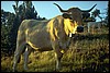img0033.jpg