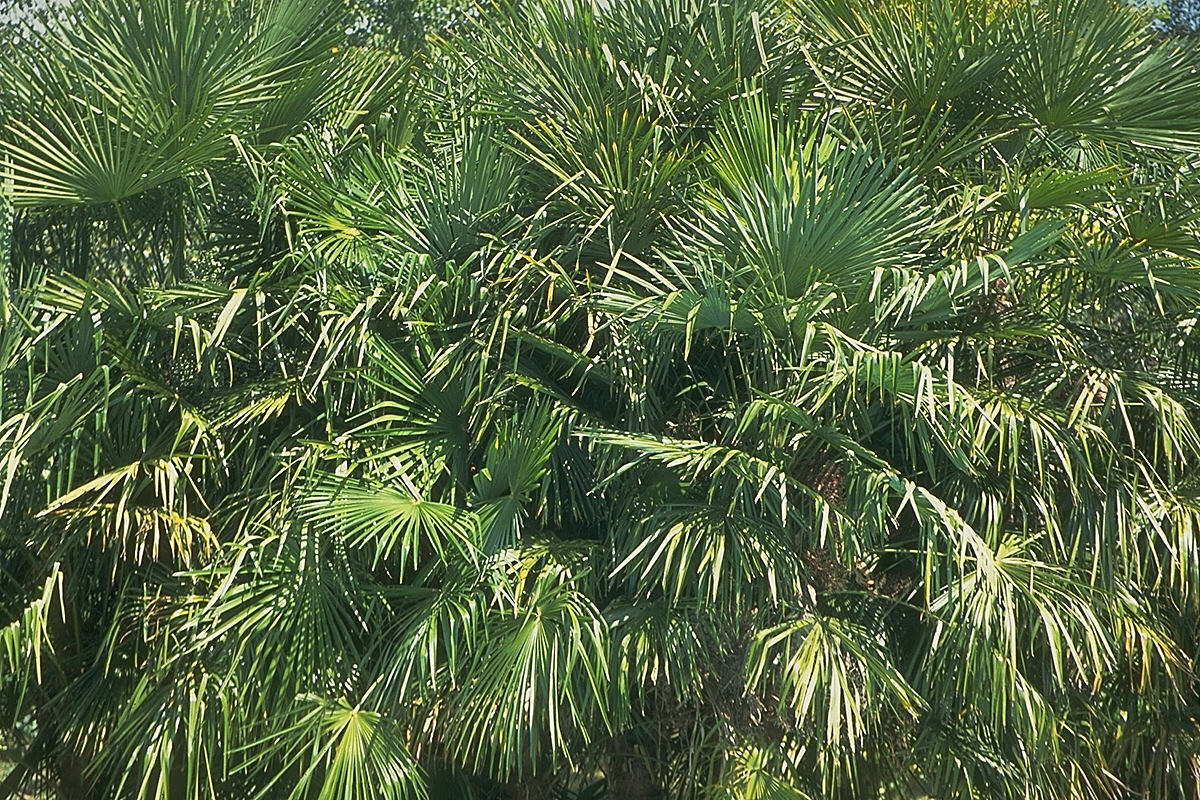 img0157.jpg