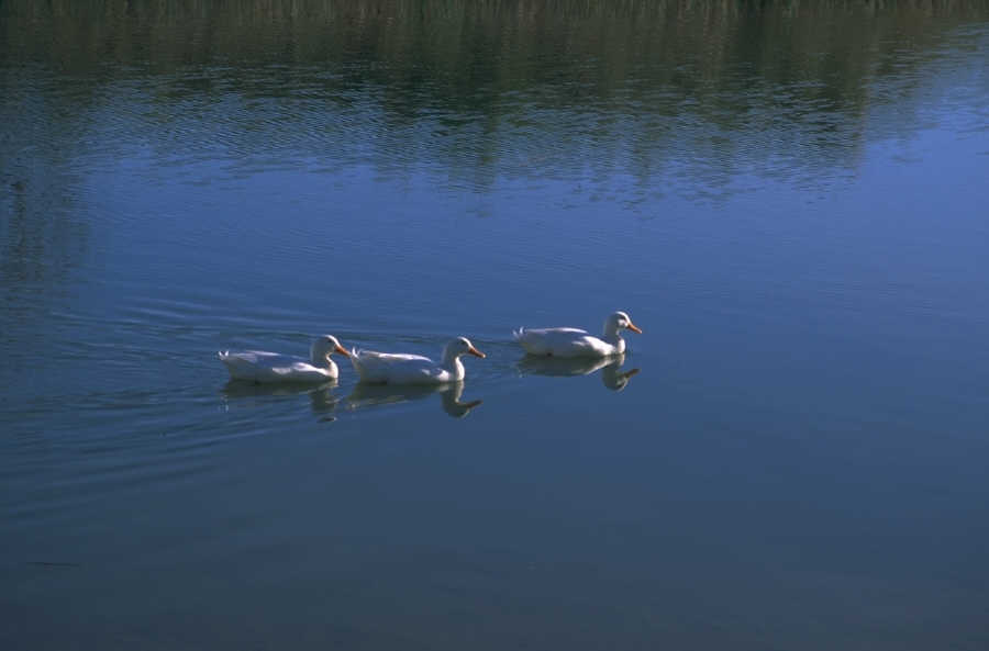 P0101697.JPG