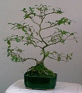 590.jpg