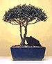 a1015t.jpg