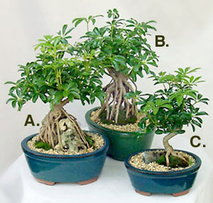 arboricl.jpg