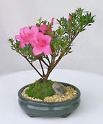 azaleas.jpg