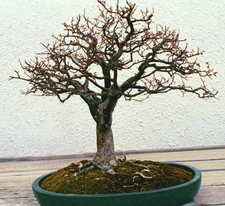 broom3b.jpg