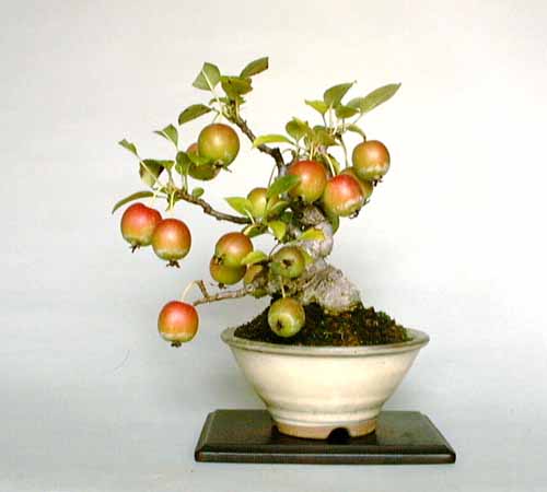 crabapple,13cm.jpg