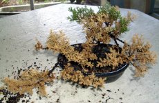 deadjuniper.jpg