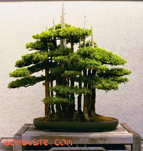 forest3b.jpg