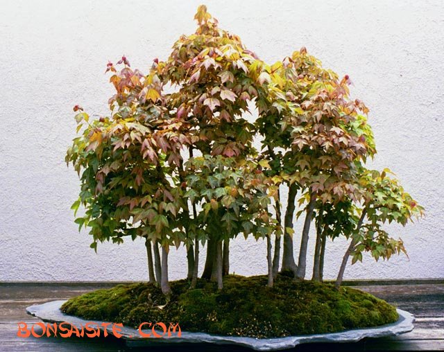 forest4b.jpg