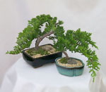 junipers.jpg
