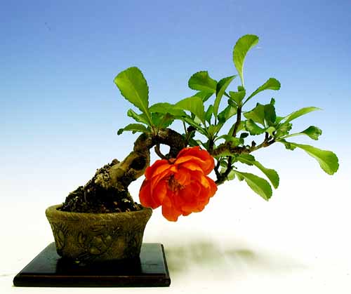 mini-kusa-boke15cm.jpg