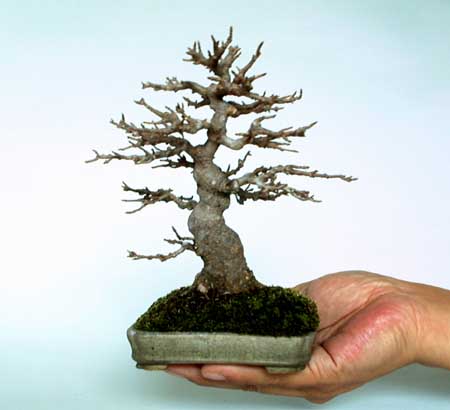 mini-trident-14cm.jpg