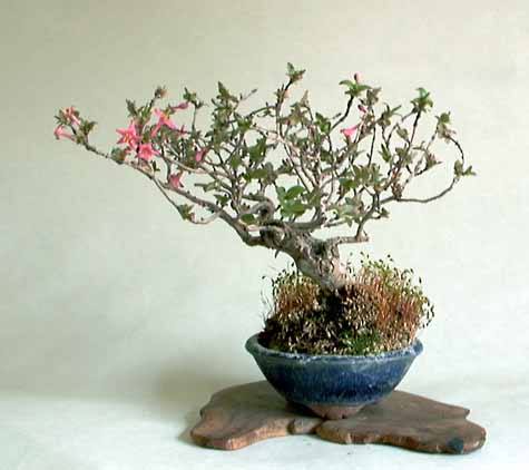 minihoneysuckle13cm.jpg