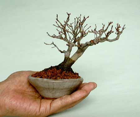 minijapmaple10cm.jpg