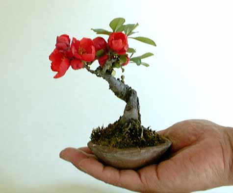 quince2,10cm.jpg