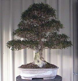 tree5.jpg