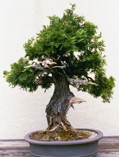 upright3b.jpg