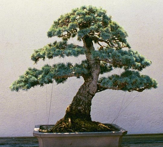 upright4b.jpg