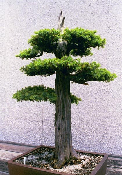 upright5b.jpg