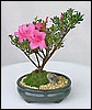 azaleas.jpg