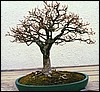 broom3b.jpg