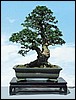 chinelm2.jpg