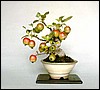 crabapple,13cm.jpg