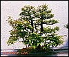 forest1b.jpg