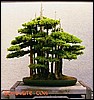 forest3b.jpg