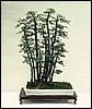 jasoran.jpg