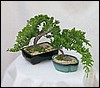 junipers.jpg