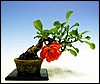 mini-kusa-boke15cm.jpg