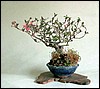 minihoneysuckle13cm.jpg