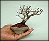 minijapmaple10cm.jpg