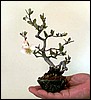 miniquince15cm.jpg
