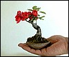 quince2,10cm.jpg