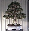 tree5.jpg