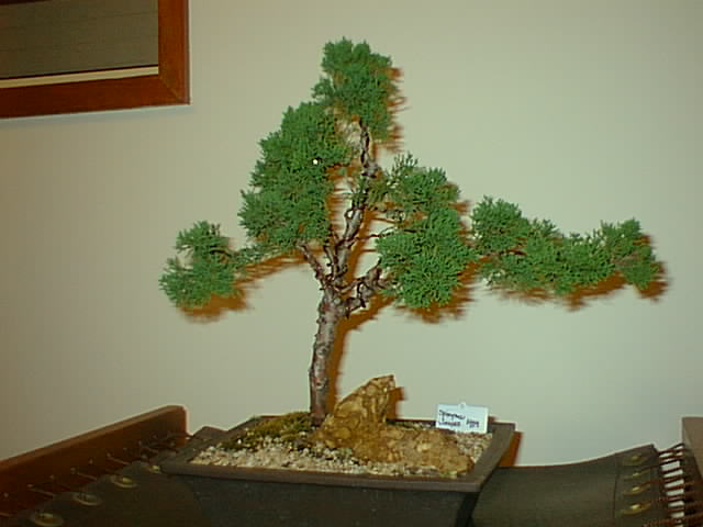 525.jpg