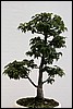 294.jpg